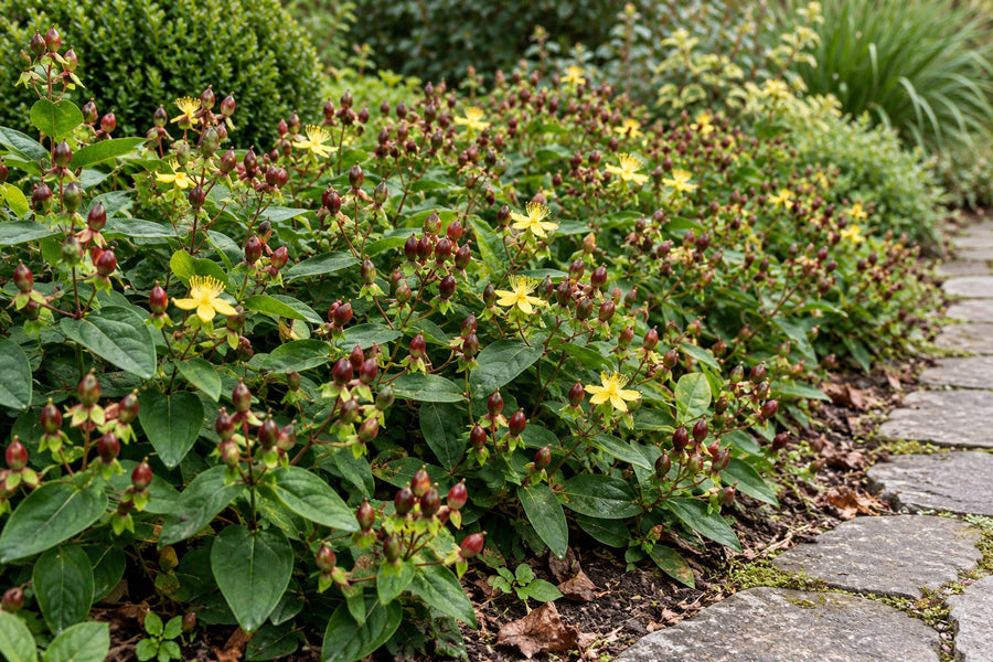 St John's wort (Hypericum inodorum)