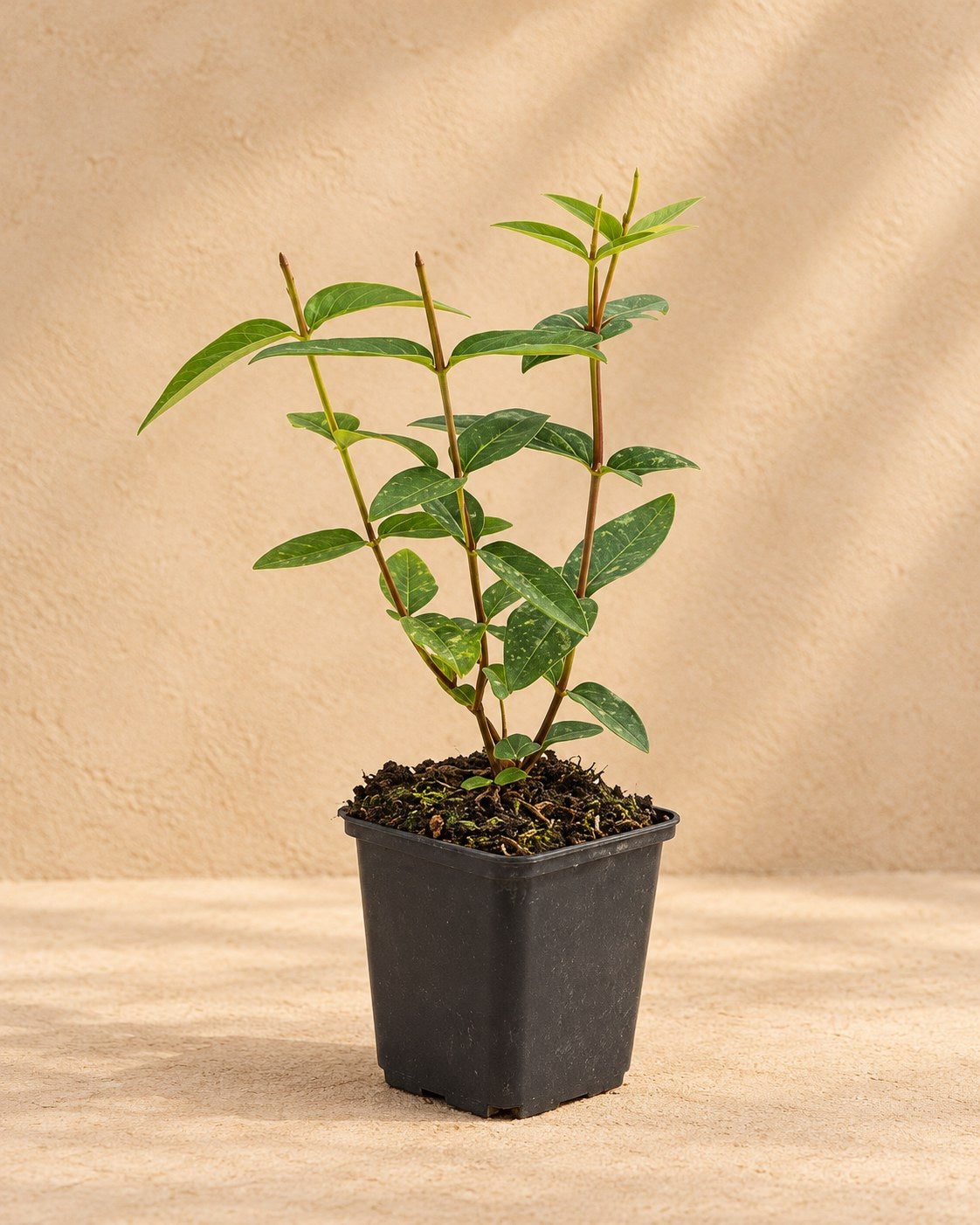 St John's wort 'Rheingold' in a nursery pot