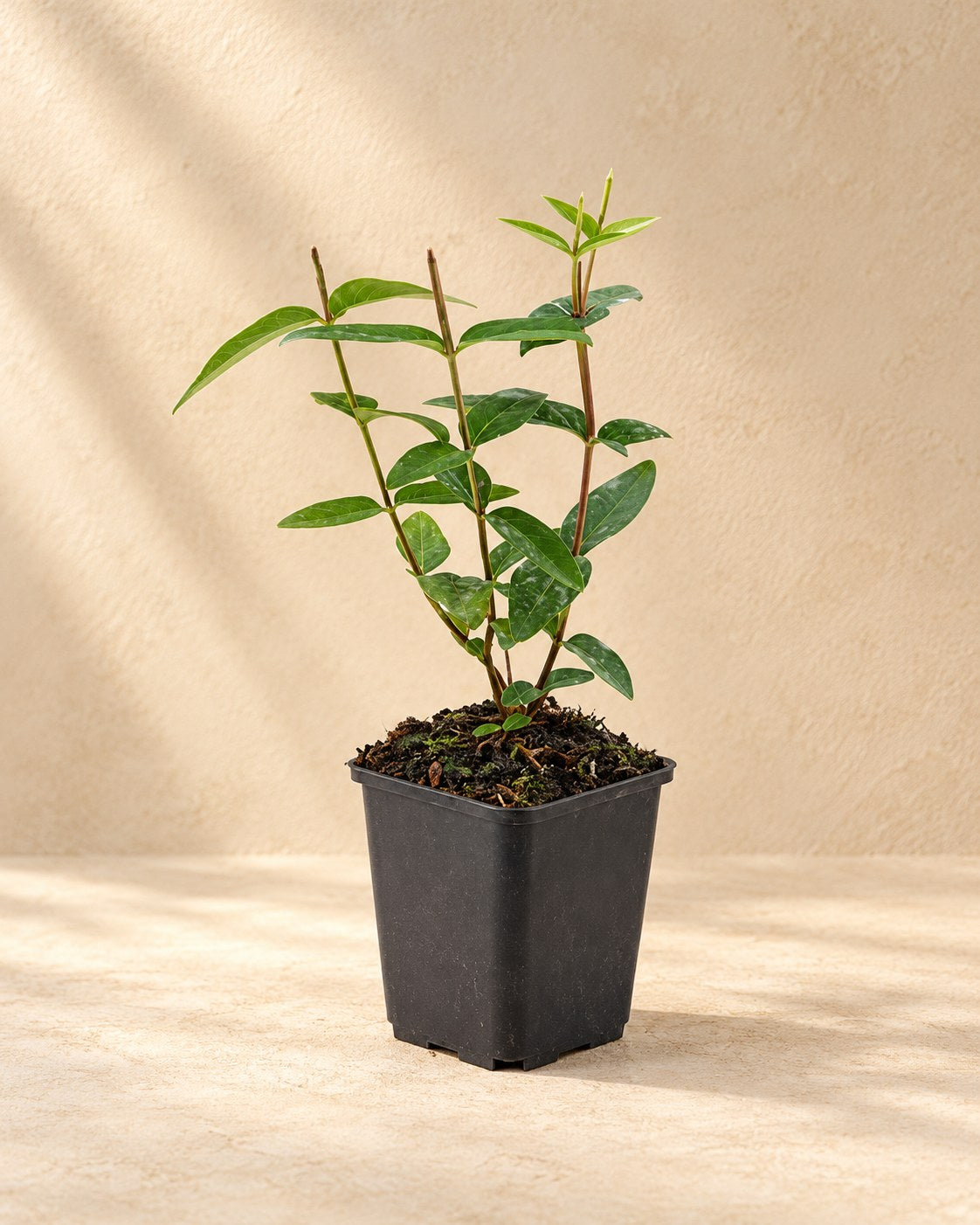 St John's wort in a nursery pot
