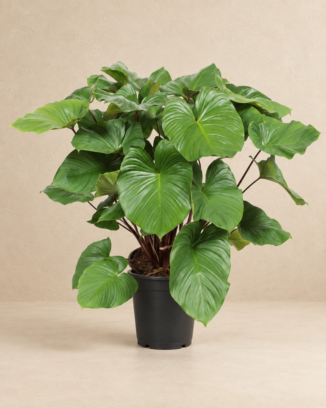 Homalomena rubescens Maggy (Homalomena rubescens 'Maggy') van 100 cm hoog in kweekpot van 24 cm