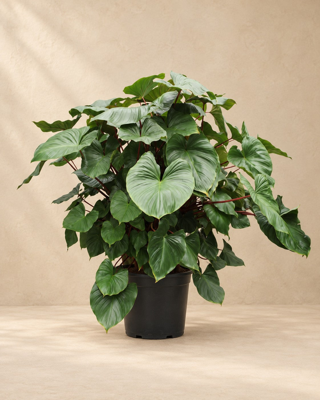 Homalomena rubescens Maggy (Homalomena rubescens 'Maggy') van 170 cm hoog in kweekpot van 60 cm