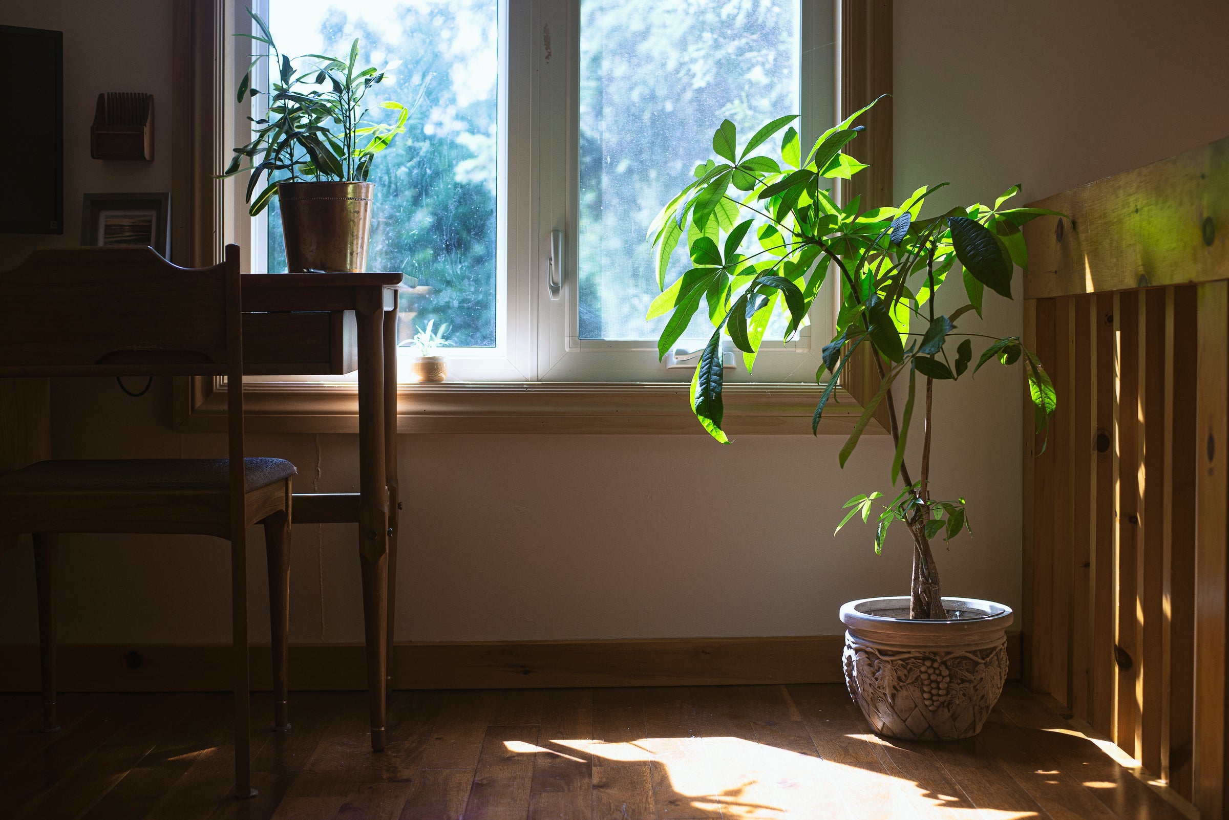 XXLplant