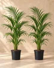 Kentiapalme 80-85 cm hoch, Topf ø19 cm, 2er-Set
