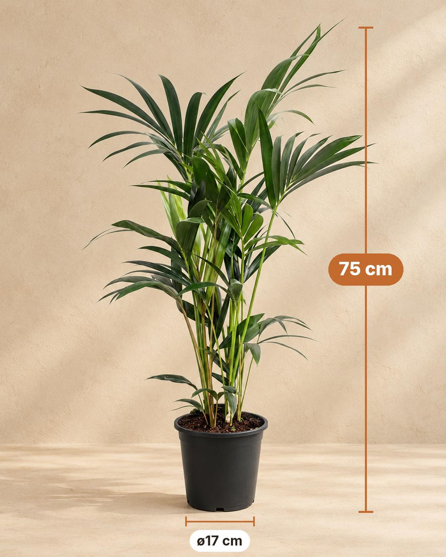 Kentiapalm (Howea forsteriana) 75 cm hoog, pot ø17 cm
