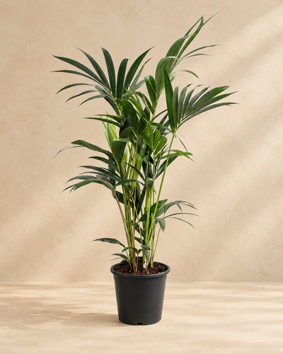 Kentiapalm (Howea forsteriana)