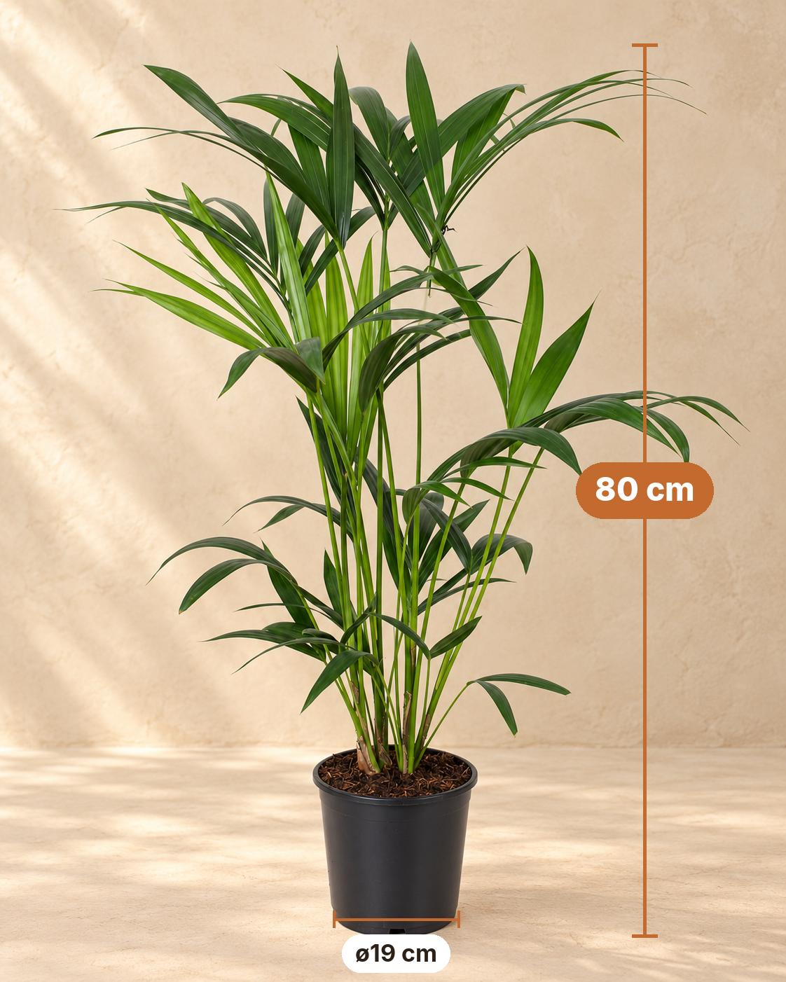 Kentiapalm (Howea forsteriana), 80 cm hoog, pot ø19 cm