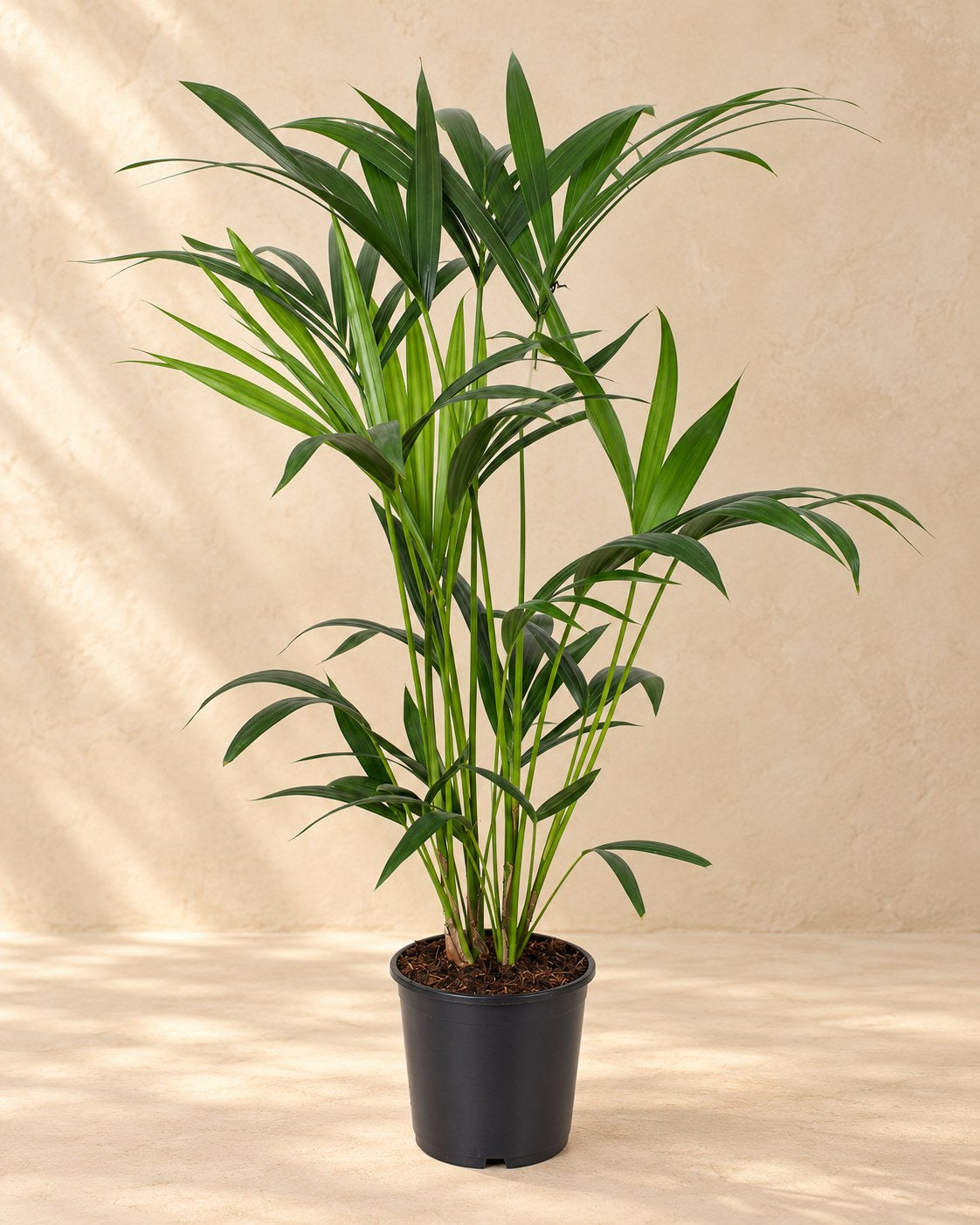 Kentiapalme 80 cm høj, potte ø19 cm