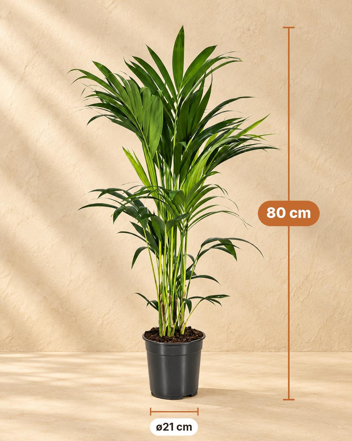 Kentiapalm (Howea forsteriana), 80 cm hoog, pot ø21 cm
