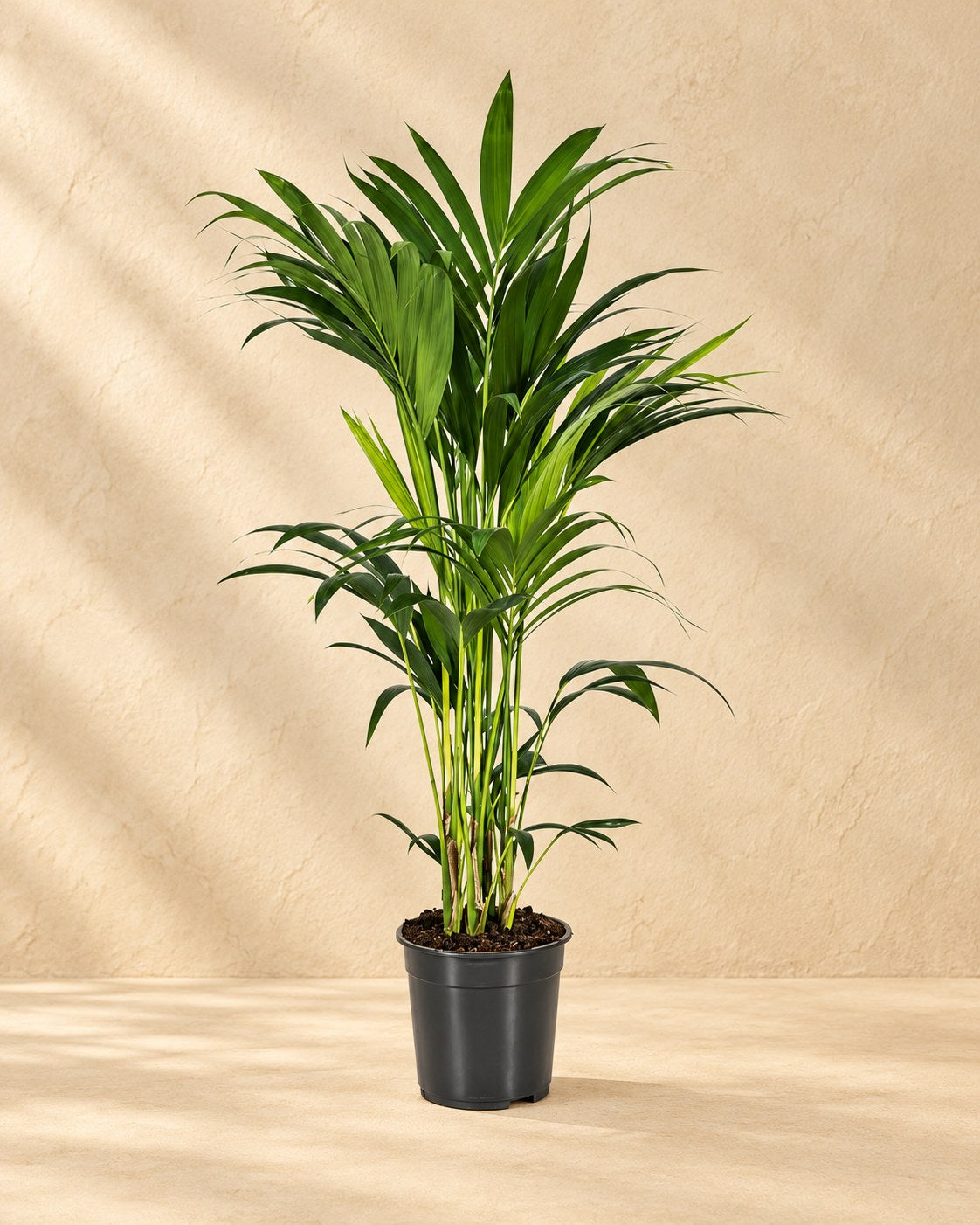 Kentiapalm (Howea forsteriana)