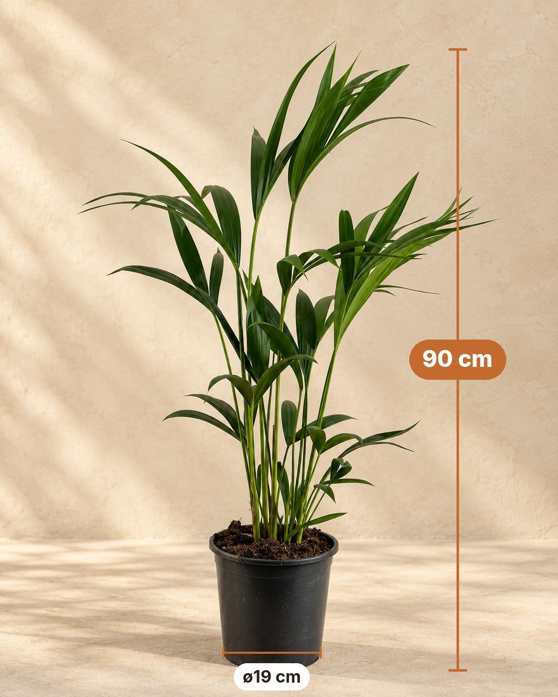 Kentiapalm (Howea forsteriana), 90 cm hoog, pot ø19 cm