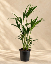 Kentiapalm (Howea forsteriana)
