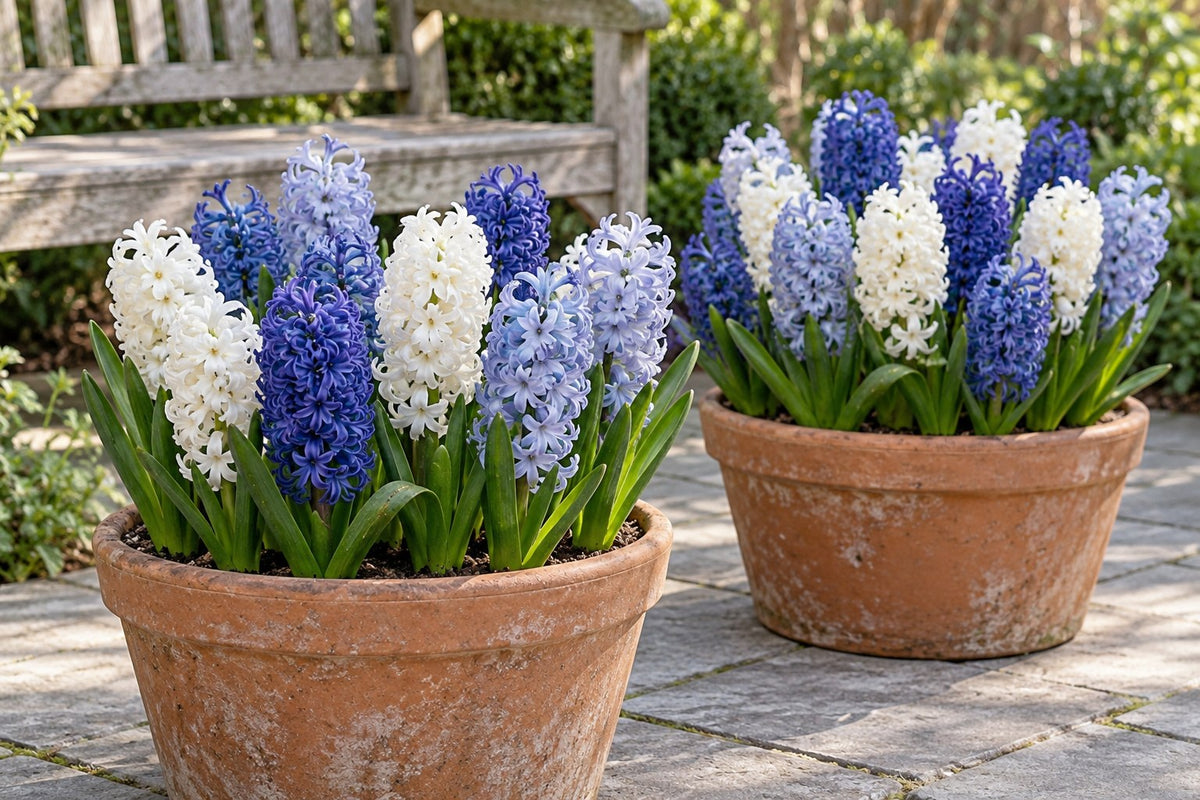 Bulbes de jacinthes mélange Blue water en fleurs en pots sur une terrasse