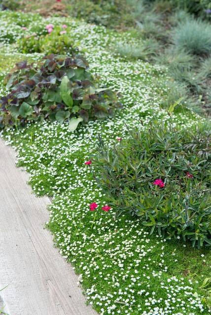 Irländsk mossa (Sagina subulata)
