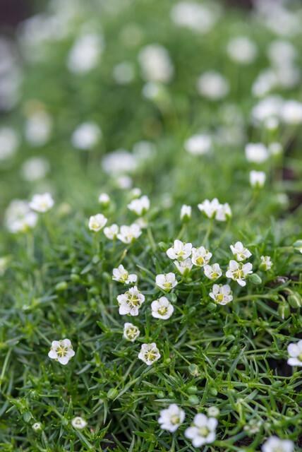 Sternmoos (Sagina subulata)