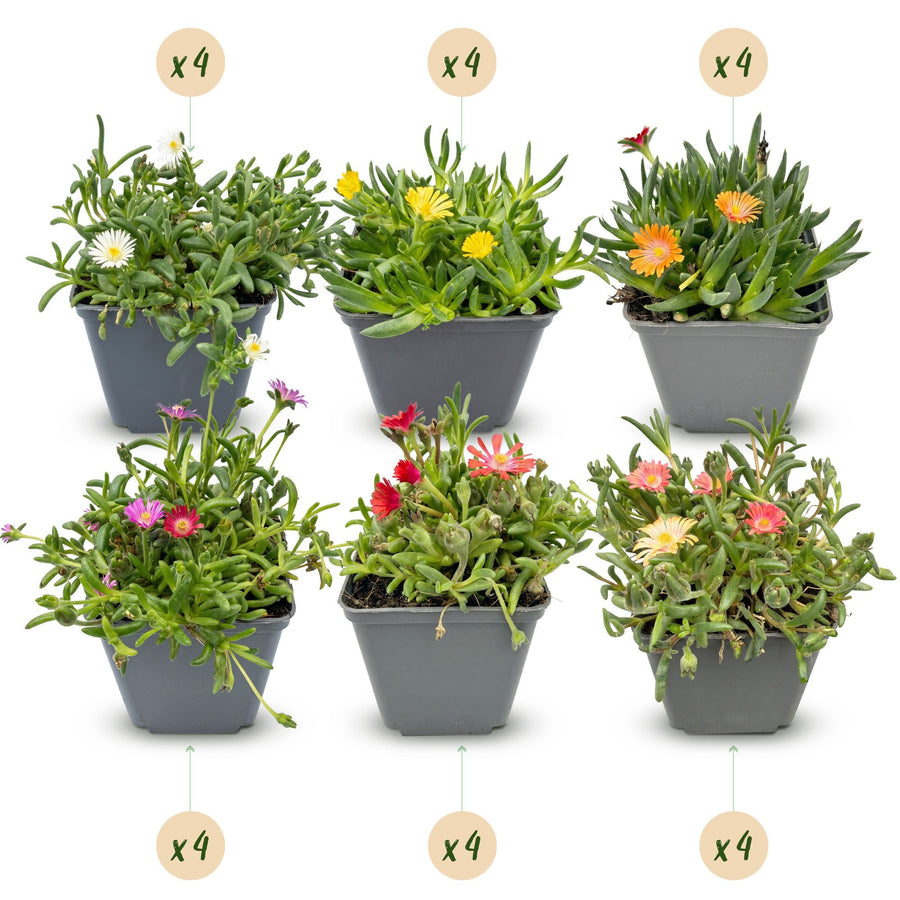 IJsplant mix Delosperma (24 vaste planten), pot ø7 cm