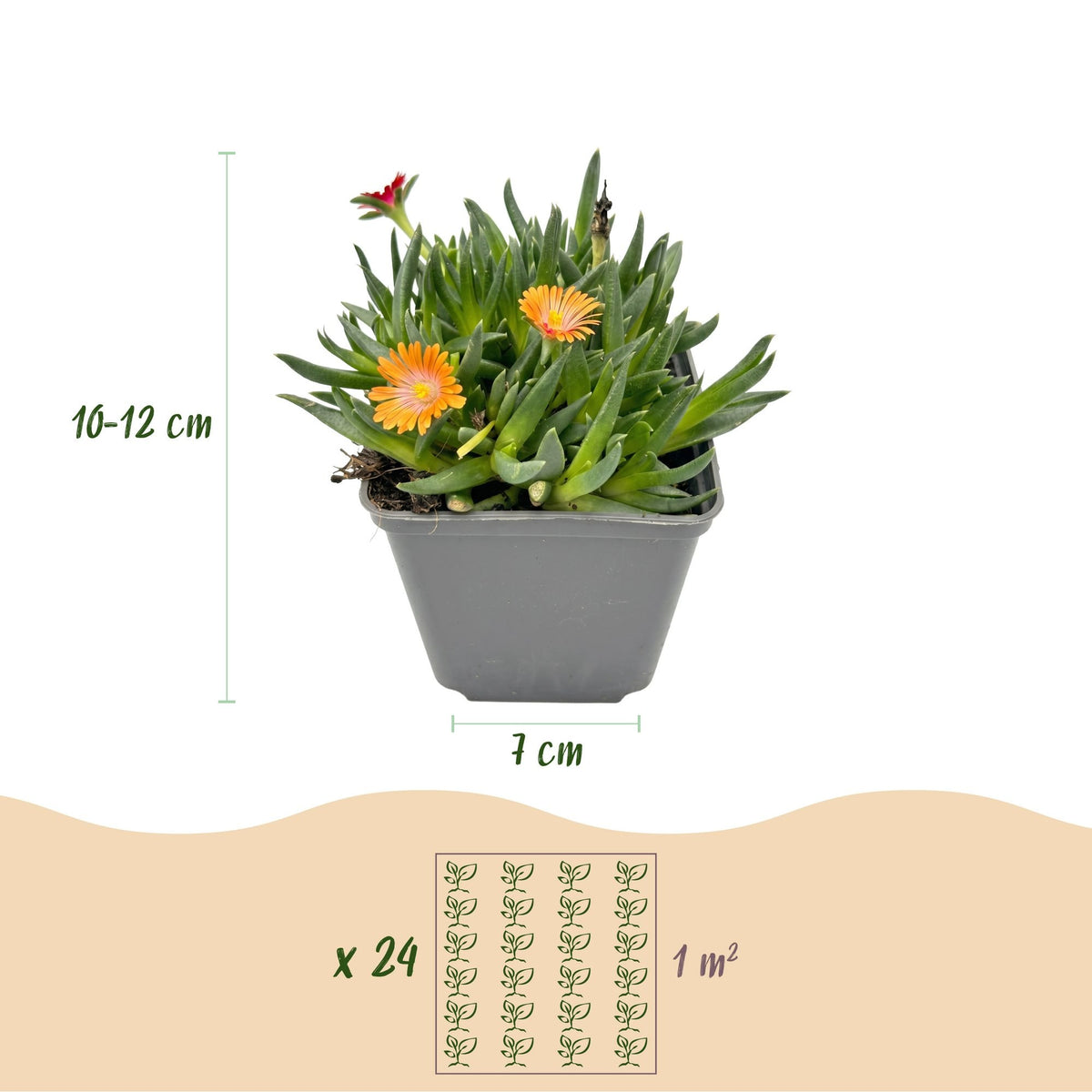 Ficoïde en mélange Delosperma , pot ø7 cm