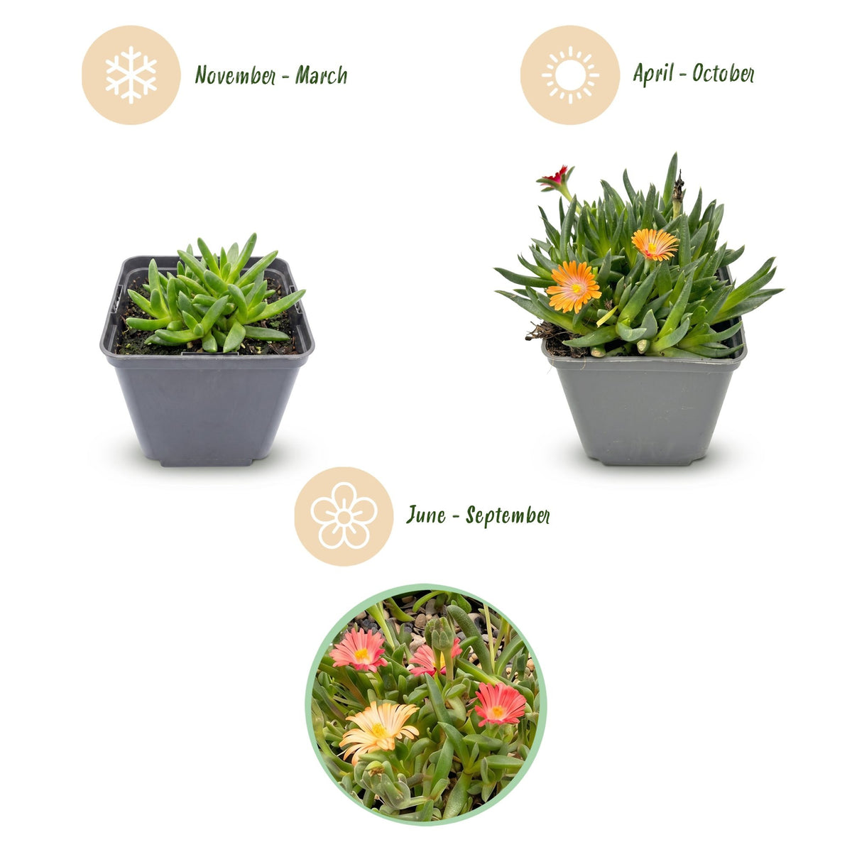 IJsplant mix Delosperma (24 vaste planten), pot ø7 cm