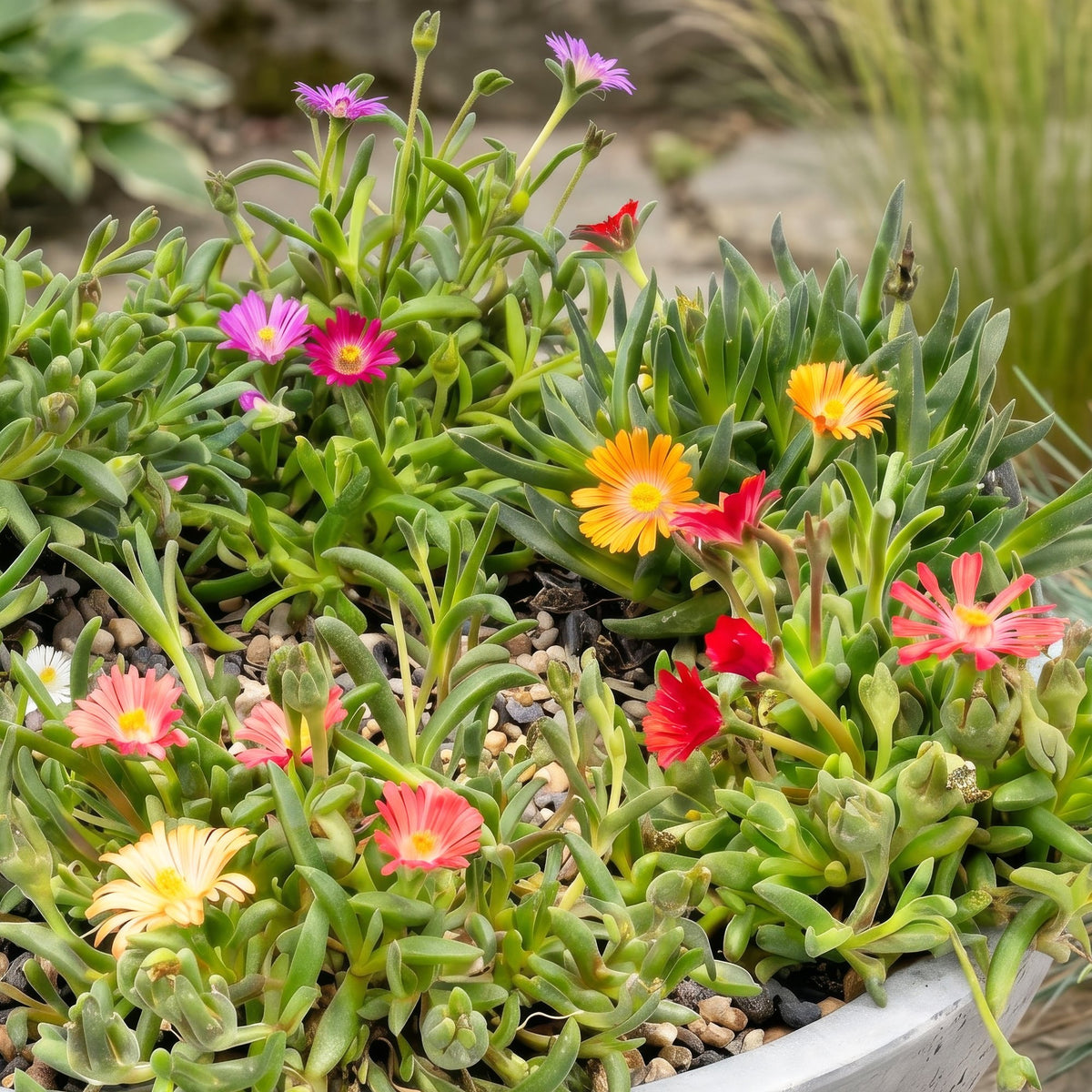 IJsplant mix Delosperma (24 vaste planten), pot ø7 cm
