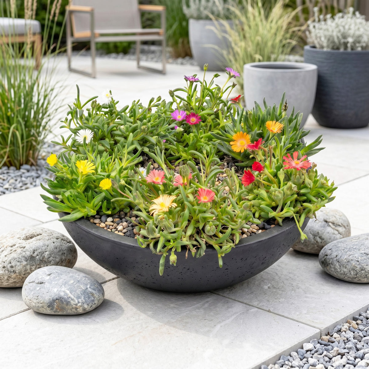 IJsplant mix Delosperma (24 vaste planten), pot ø7 cm
