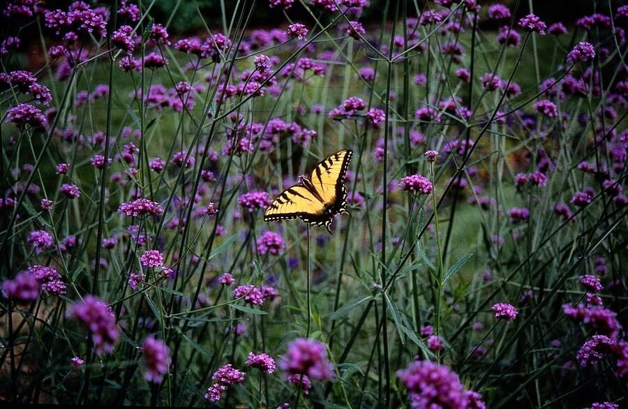 Verbena patagonica in giardino