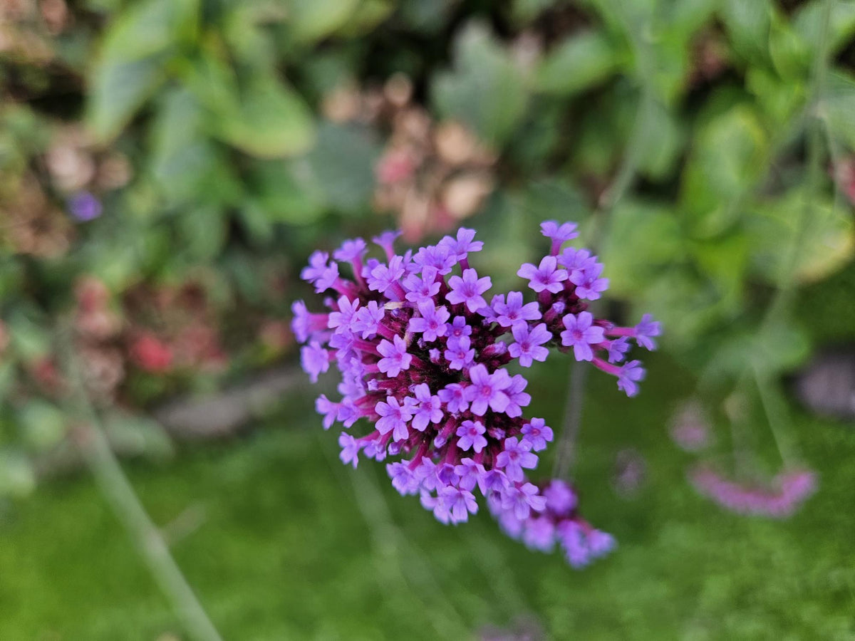 Verbena patagonica in giardino