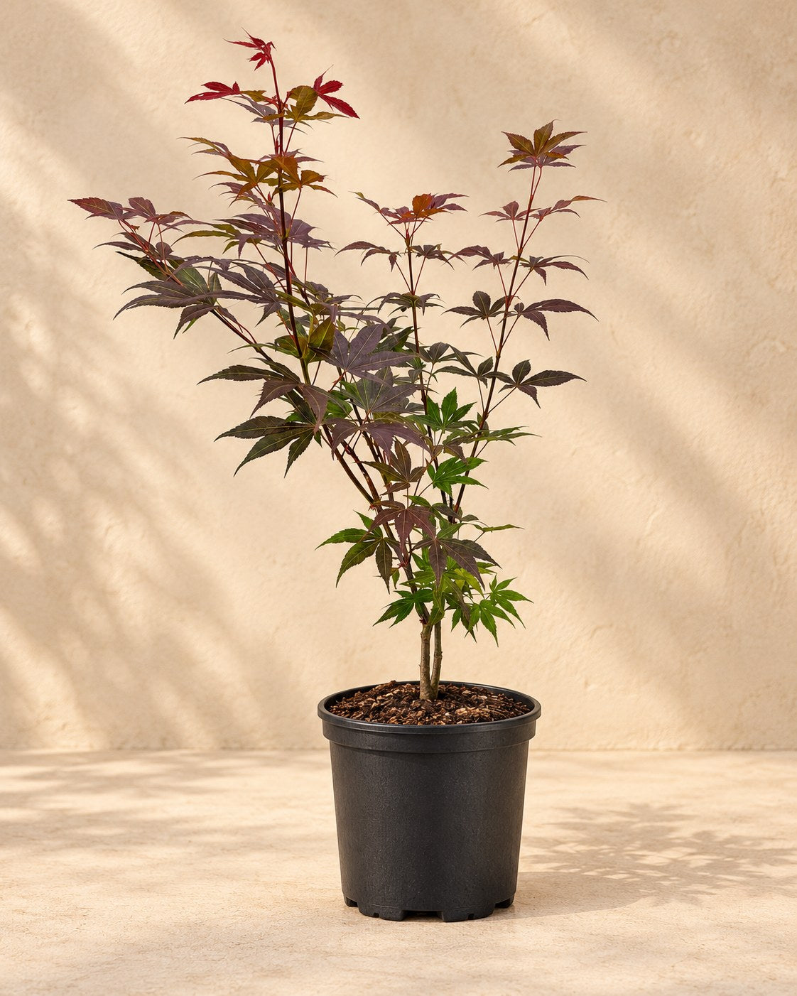 Fächerahorn 'Atropurpureum' im Kulturtopf