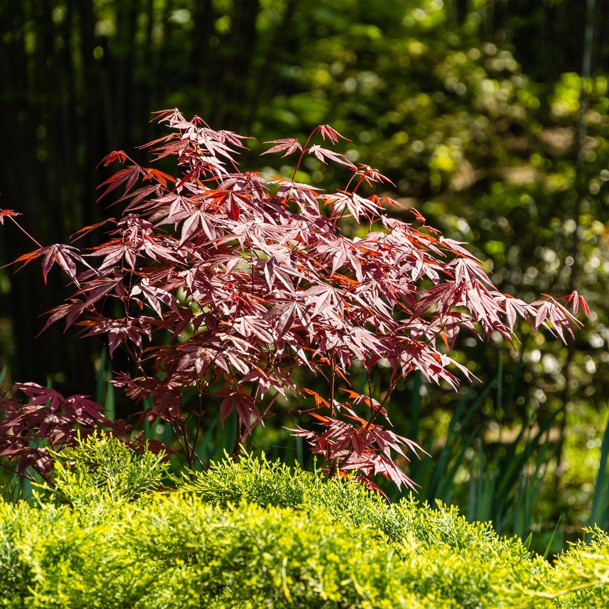 Japansk ahorn 'Atropurpureum' i haven