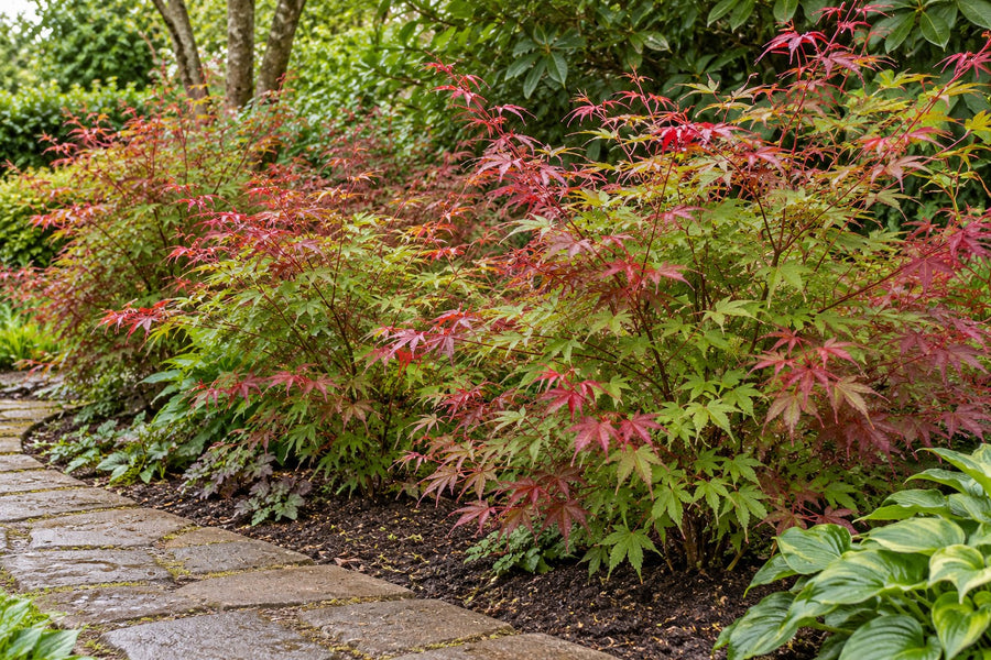 Arce japonés 'Beni Maiko' (Acer palmatum)
