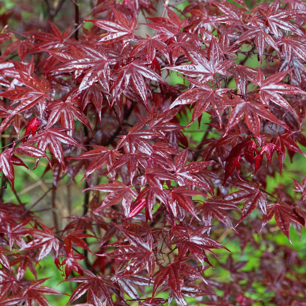 Arce japonés 'Bloodgood' en el jardín
