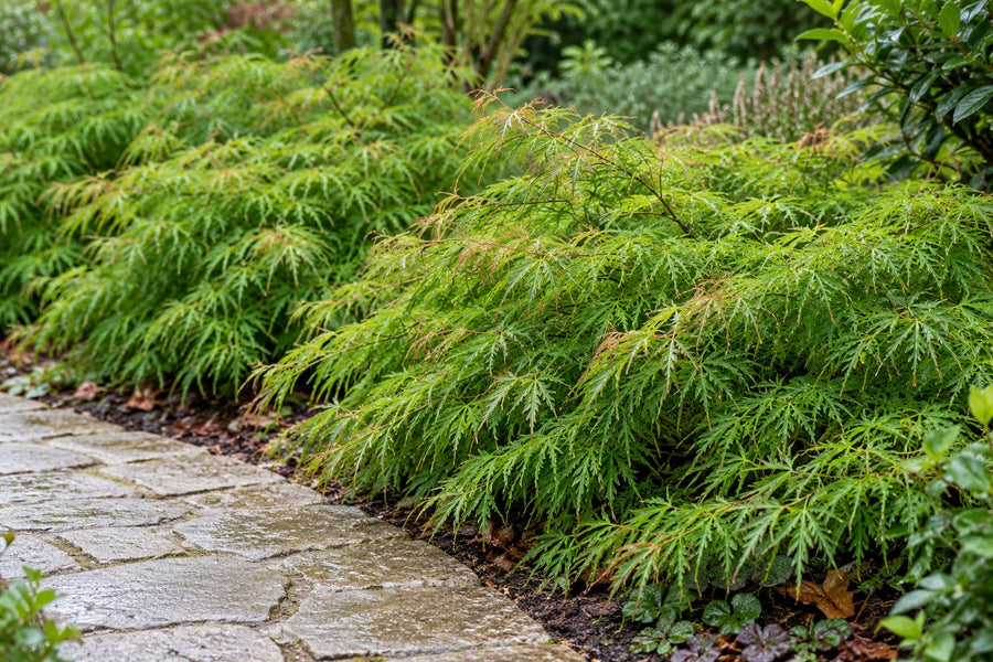 Acero giapponese 'Emerald Lace' (Acer palmatum)