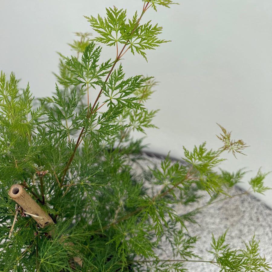 Acero giapponese 'Emerald Lace' (Acer palmatum)