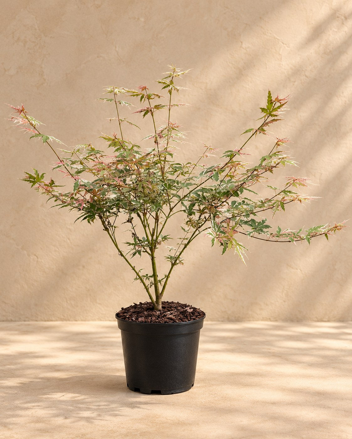 Arce japonés 'Iyoshi' en maceta de cultivo
