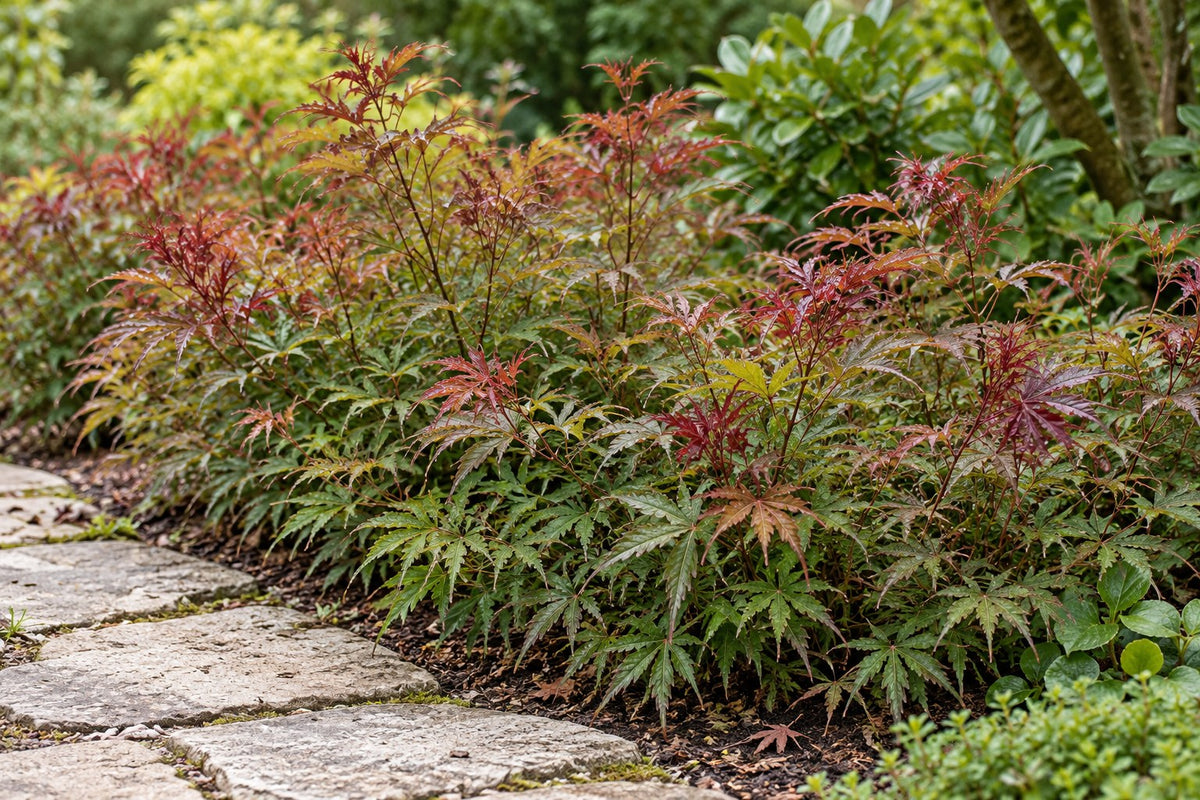 Arce japonés 'Jerre Schwartz' plantada en el jardín