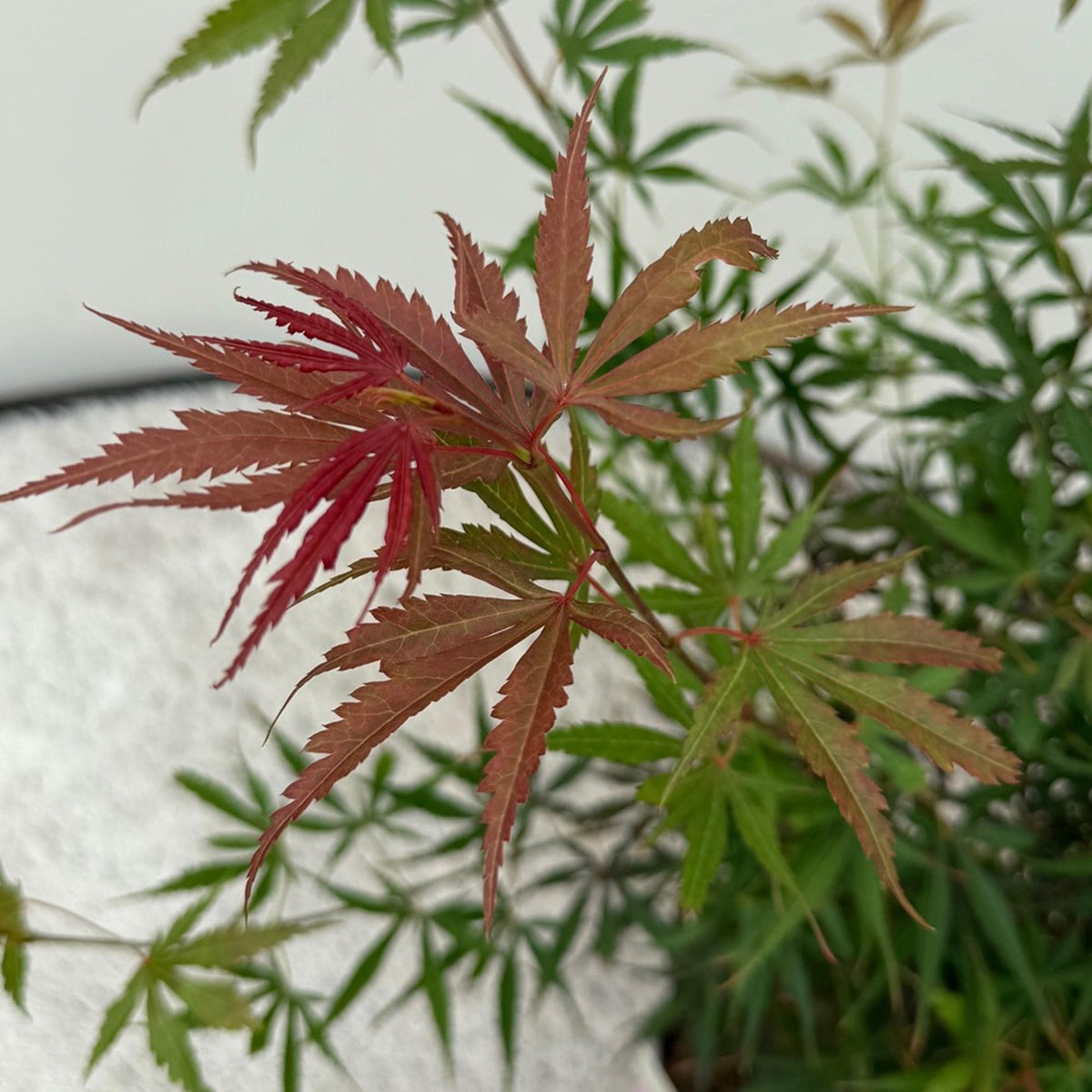 Arce japonés 'Jerre Schwartz' en el jardín