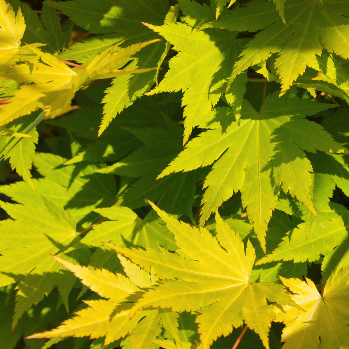 Érable du Japon 'Jordan' au jardin