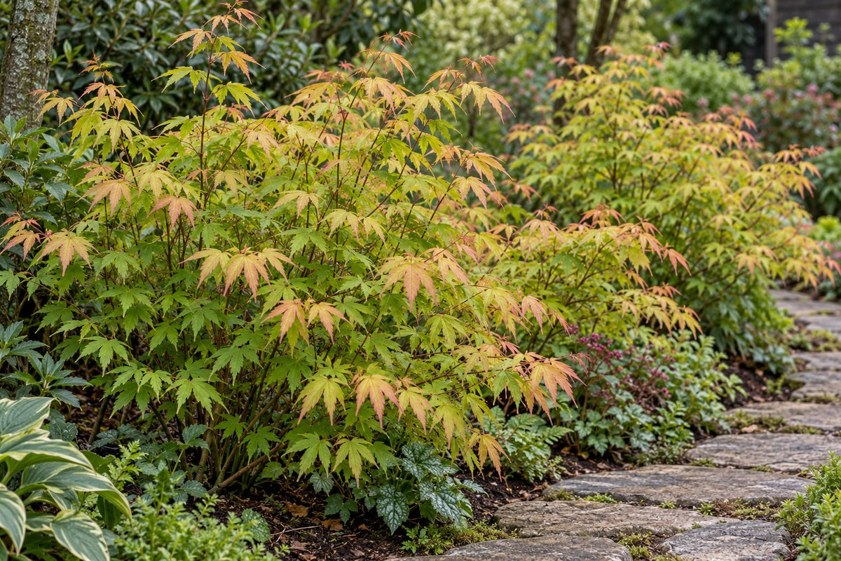 Japansk løn 'Katsura' plantet i haven
