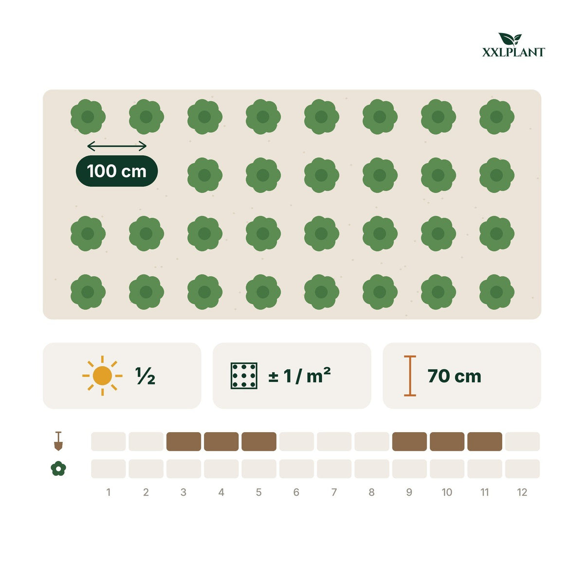 Planteringskort Japansk lönn 'Katsura'