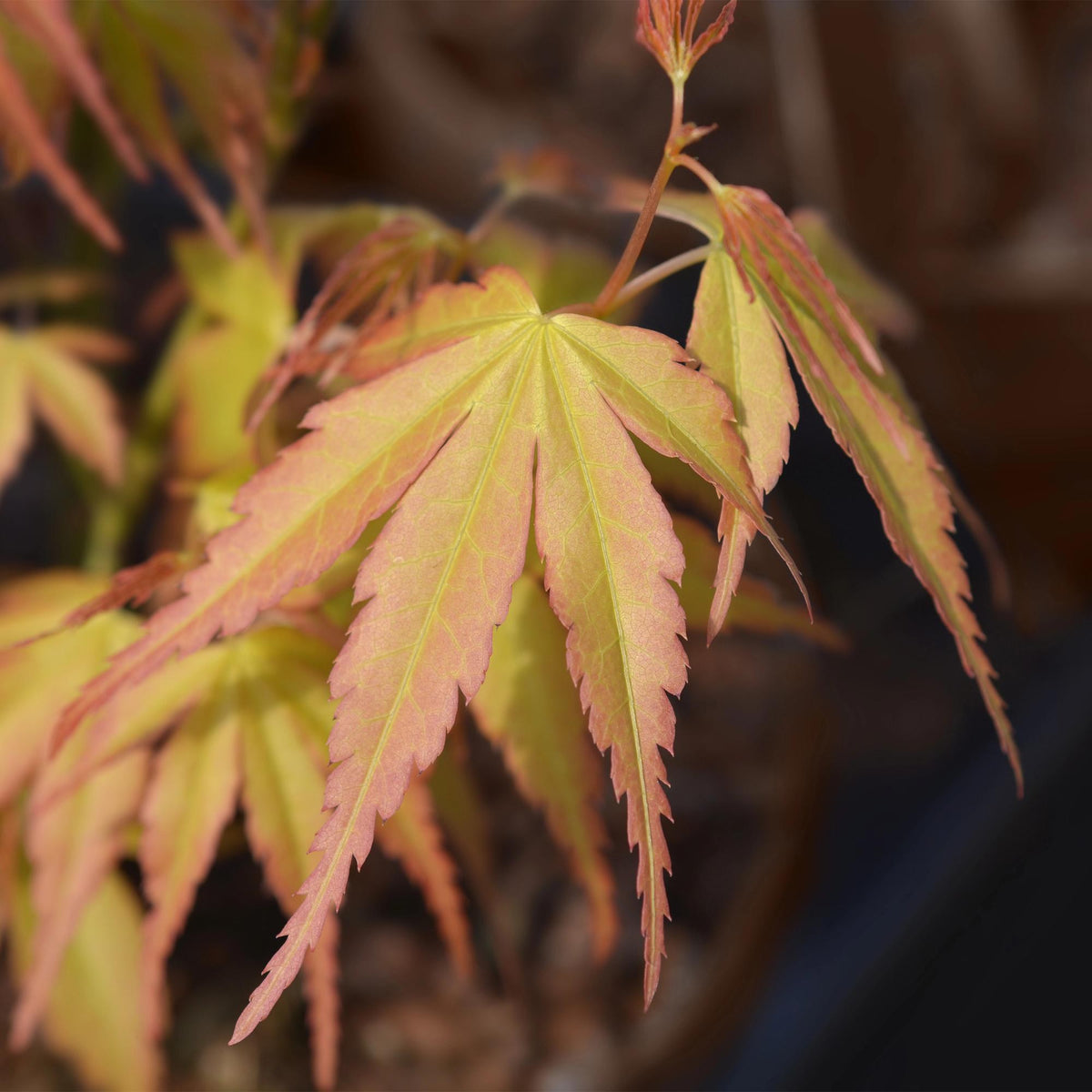 Japansk lönn 'Katsura' i trädgården