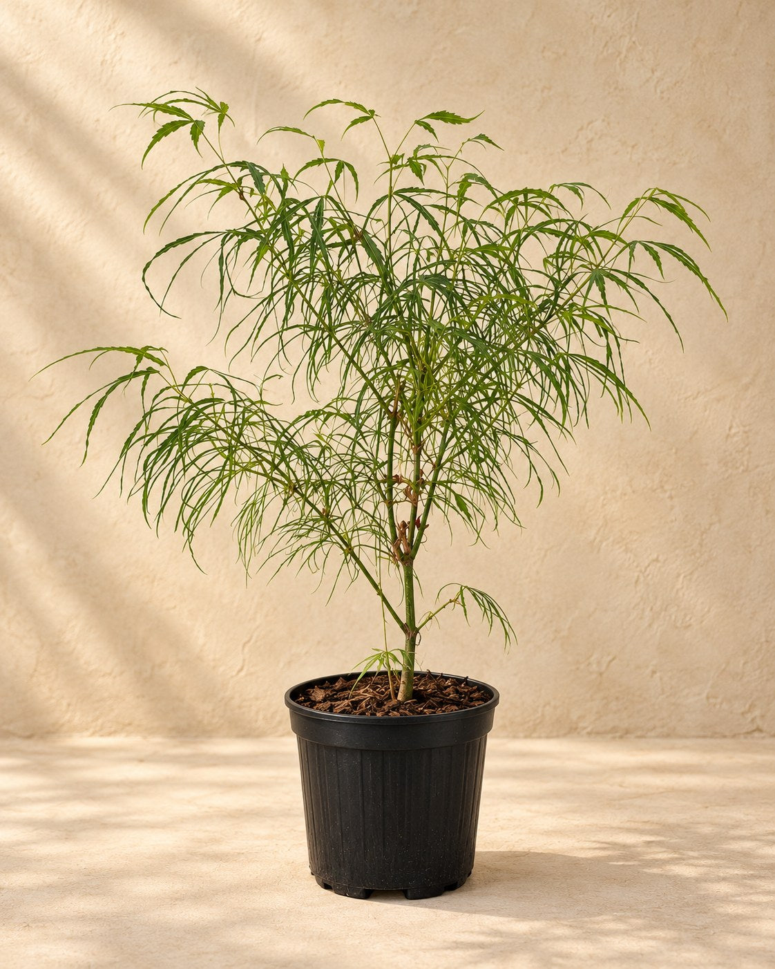 Klon palmowy 'Koto-no-ito' w doniczce uprawowej