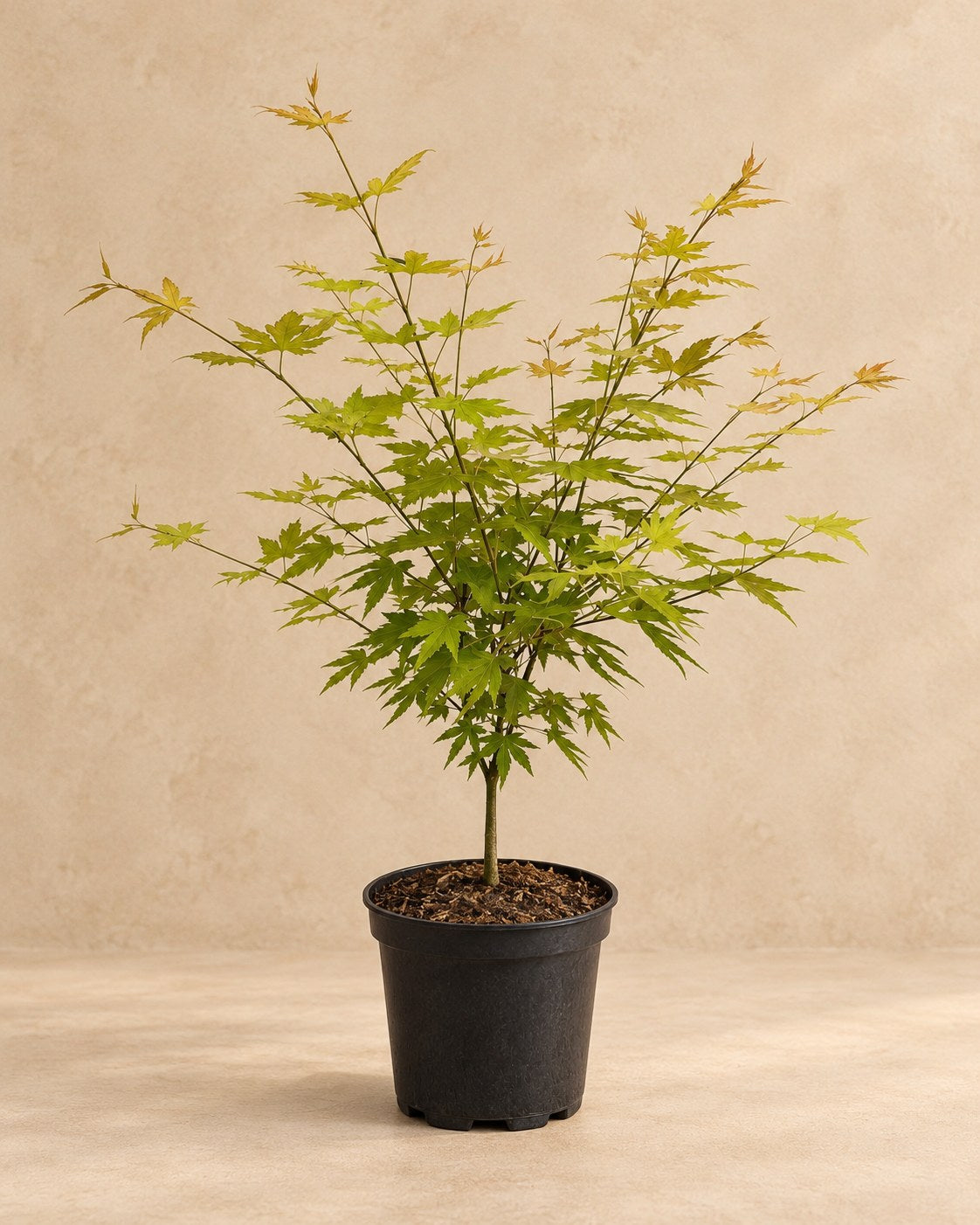 Japanese maple 'Orange Dream' in a nursery pot