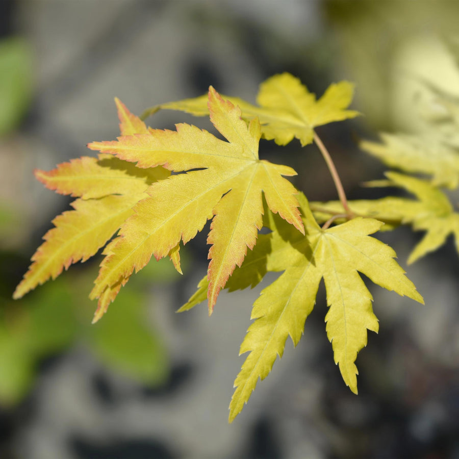 Japanese maple 'Orange Dream' (Acer palmatum)