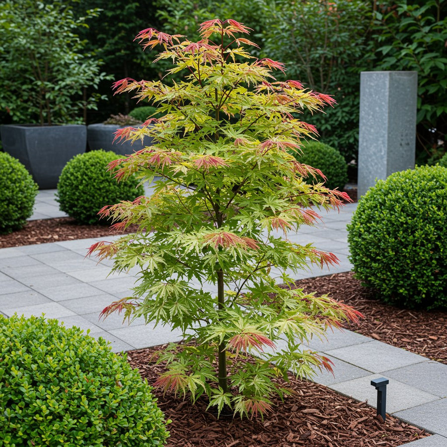 Fächerahorn 'Phoenix' (Acer palmatum)