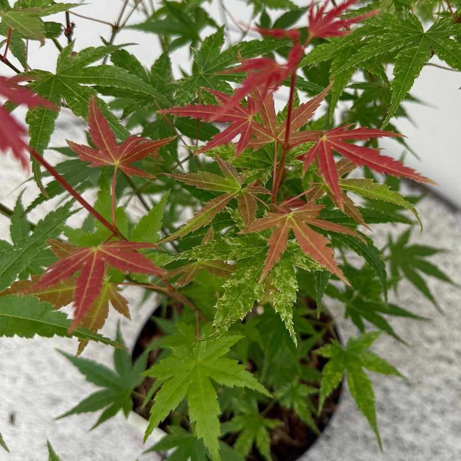 Klon palmowy 'Phoenix' (Acer palmatum)