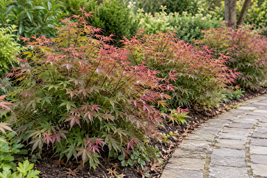 Arce japonés 'Pink Dwarf' (Acer palmatum)
