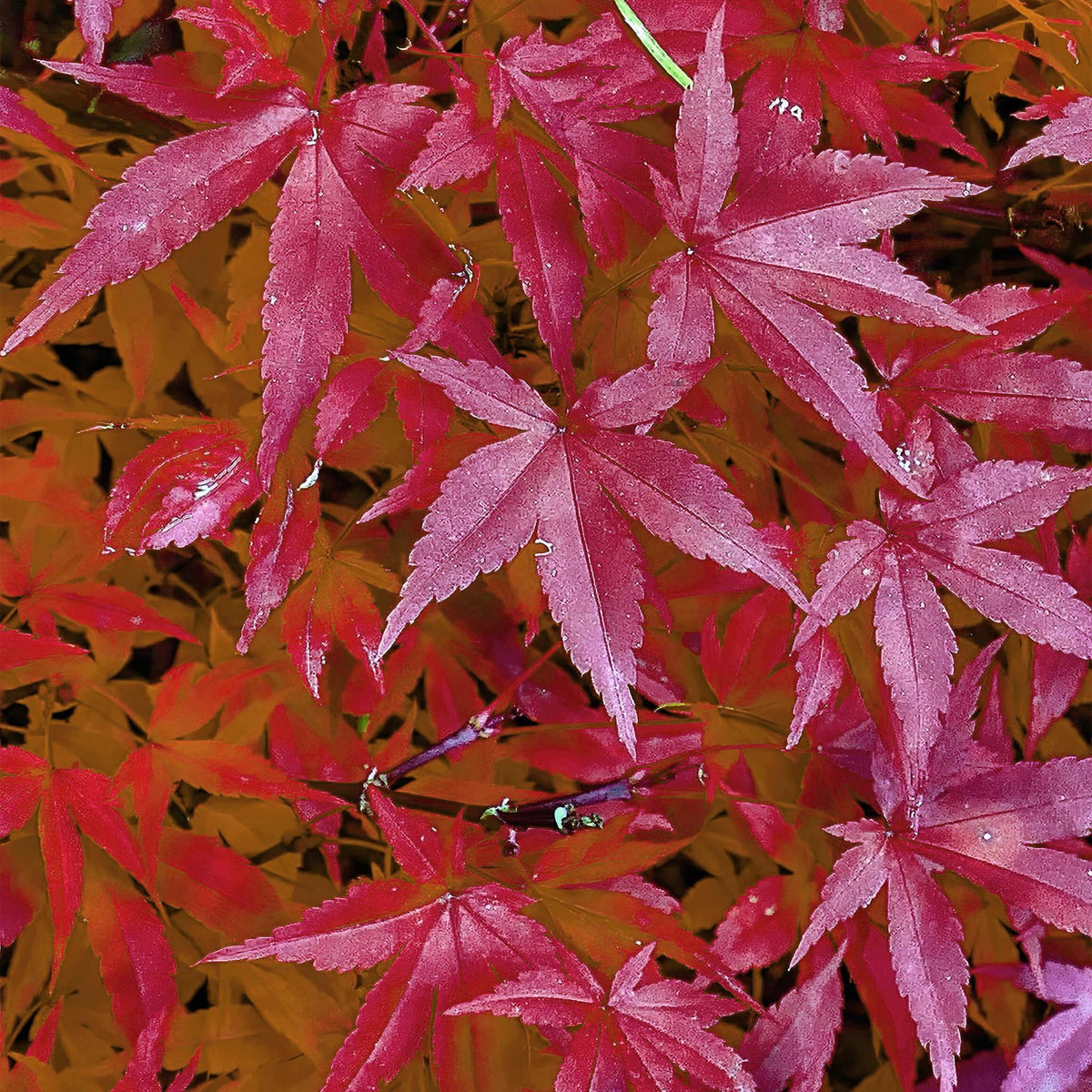 Japansk ahorn 'Pink Dwarf' i haven