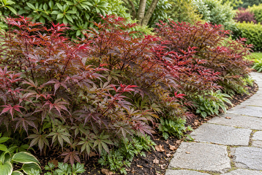 Fächerahorn 'Shaina' (Acer palmatum)