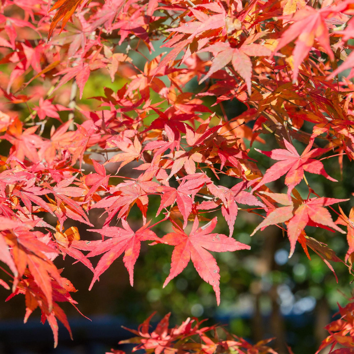 Japanese maple 'Shaina' in the garden