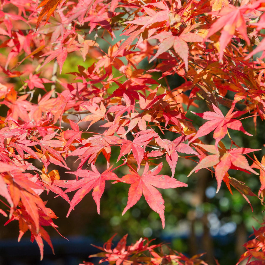 Japanese maple 'Shaina' (Acer palmatum)