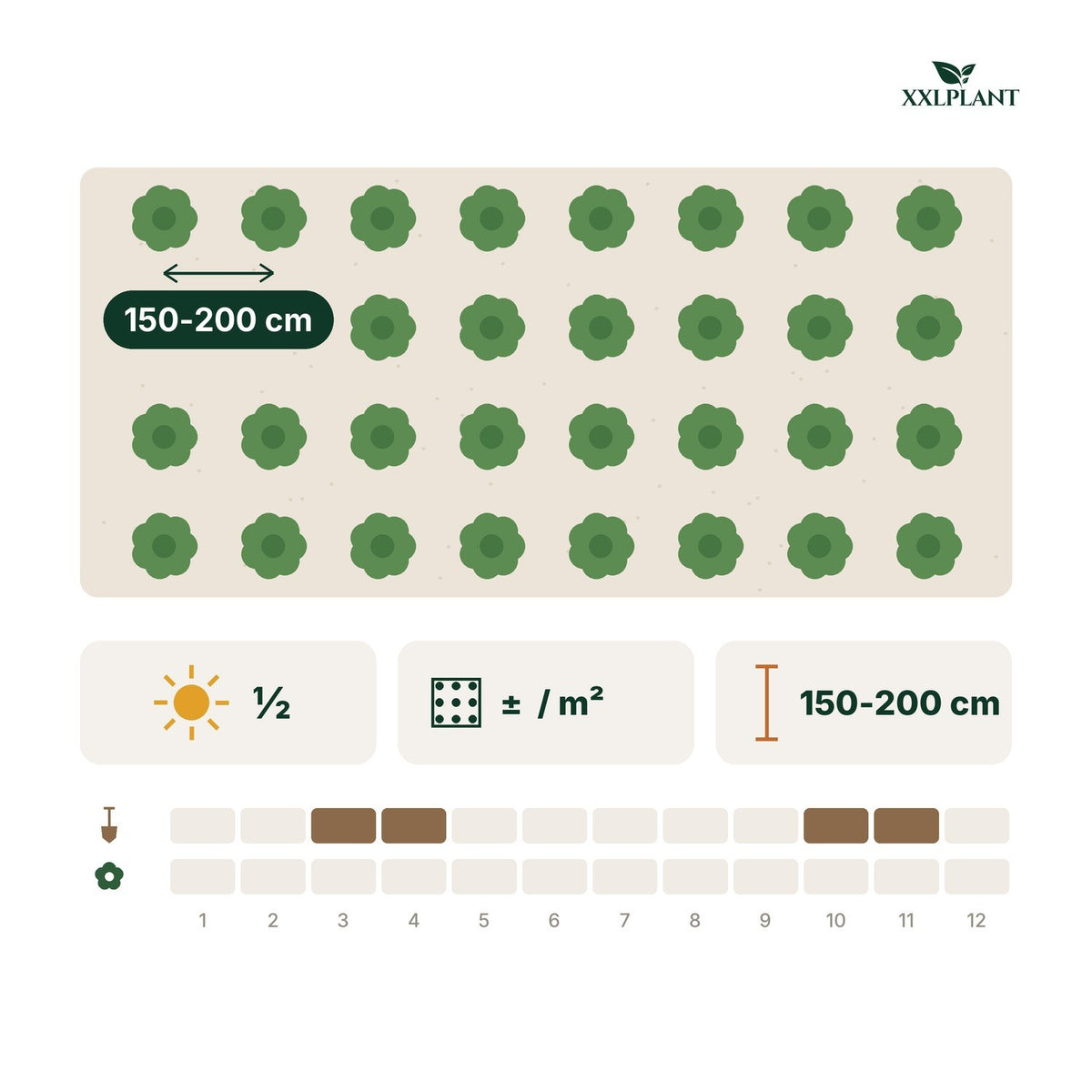 Plantkaart Japanse esdoorn 'Skeeter's Broom': 150-200 cm uit elkaar, ongeveer  per m²