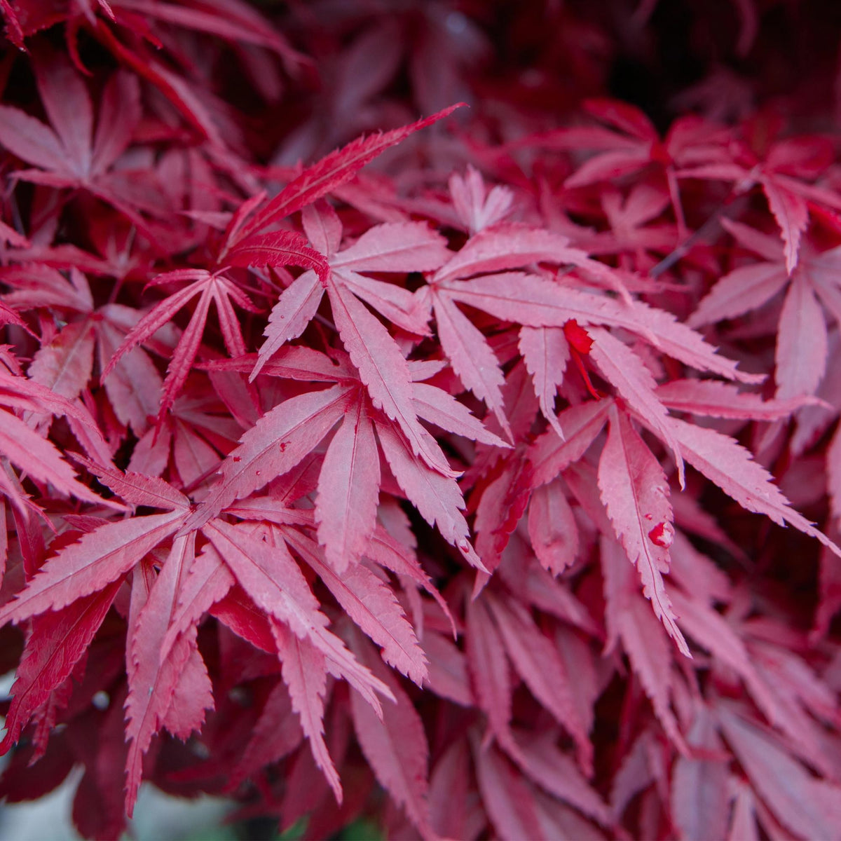 Japanse esdoorn 'Skeeter's Broom' in de tuin